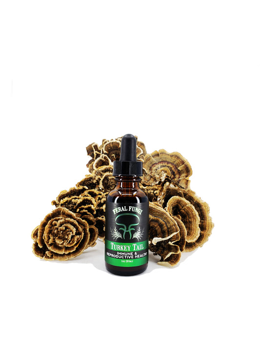 Turkey Tail, immune and reproductive health